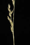 Bluejoint panicgrass